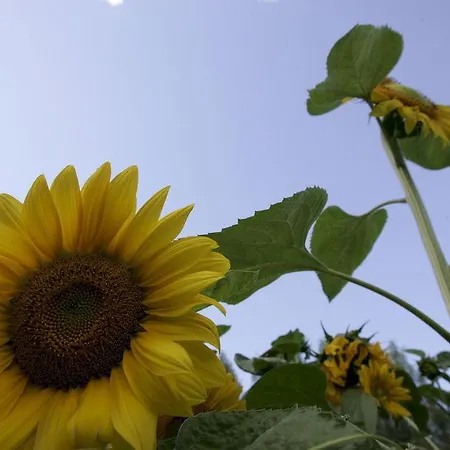 Resort Naaranlahti Cottages * Naaranlahti