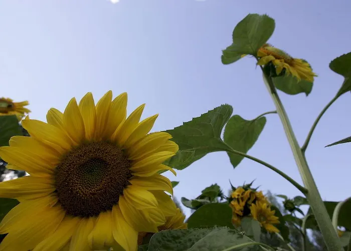 Resort Naaranlahti Cottages * Naaranlahti