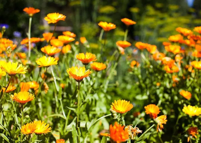 Semesterbostad Resort Naaranlahti Cottages Naaranlahti