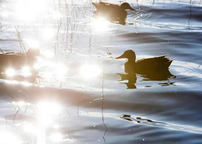 Semesterbostad Resort Naaranlahti Cottages Naaranlahti
